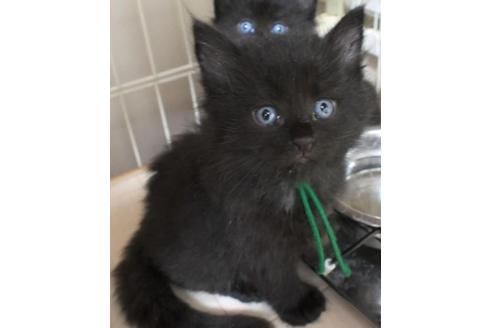 成約済の茨城県のノルウェージャンフォレストキャット-32602