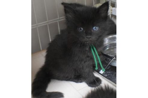 成約済の茨城県のノルウェージャンフォレストキャット-32602の6枚目