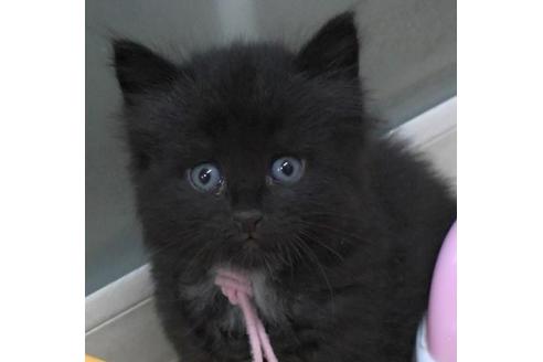 成約済の茨城県のノルウェージャンフォレストキャット-32604の4枚目