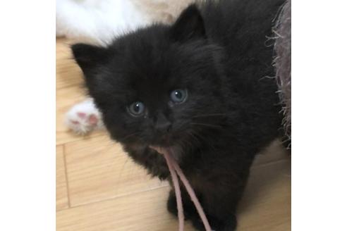 成約済の茨城県のノルウェージャンフォレストキャット-32604の2枚目