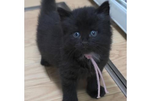 成約済の茨城県のノルウェージャンフォレストキャット-32604の3枚目