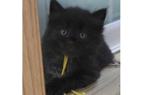 成約済の茨城県のノルウェージャンフォレストキャット-32605の4枚目