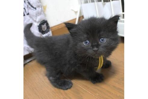 成約済の茨城県のノルウェージャンフォレストキャット-32605の1枚目