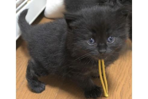 成約済の茨城県のノルウェージャンフォレストキャット-32605の3枚目