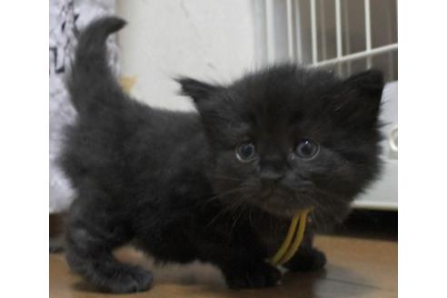 成約済の茨城県のノルウェージャンフォレストキャット-32605の2枚目