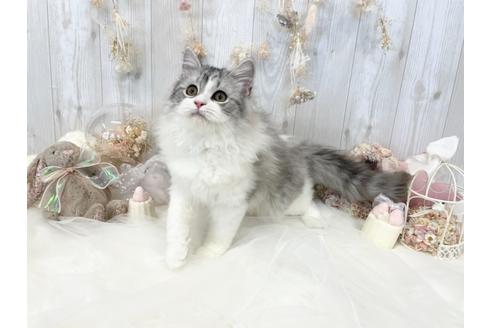 成約済の大阪府のマンチカン-26996の1枚目