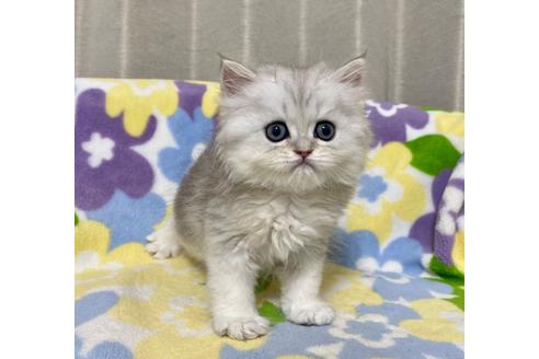 成約済の神奈川県のペルシャ(チンチラ)-32182の2枚目
