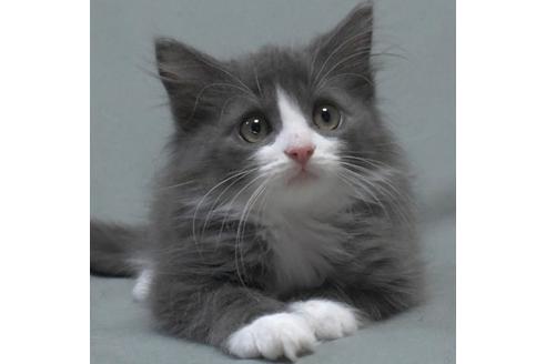 成約済の茨城県のノルウェージャンフォレストキャット-28744の4枚目