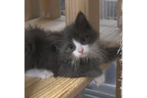 成約済の茨城県のノルウェージャンフォレストキャット-28744の3枚目