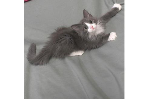 成約済の茨城県のノルウェージャンフォレストキャット-28744の2枚目