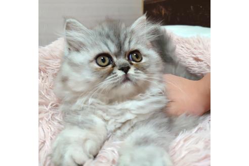 成約済の愛知県のペルシャ-32345の1枚目