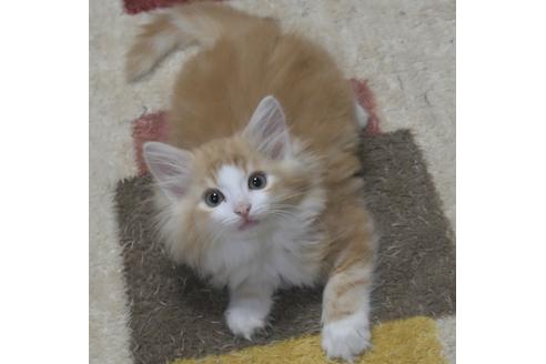 成約済の茨城県のノルウェージャンフォレストキャット-27726