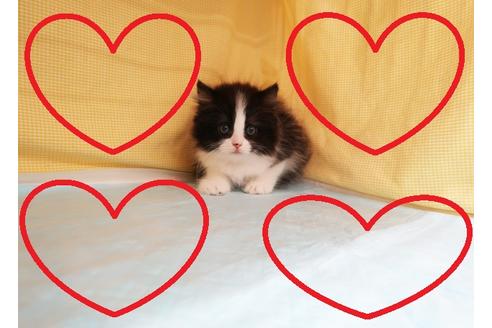 成約済の東京都のミヌエット-32895の1枚目