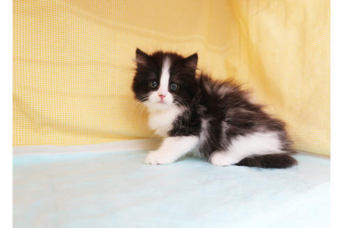 成約済の東京都のミヌエット-32895の6枚目