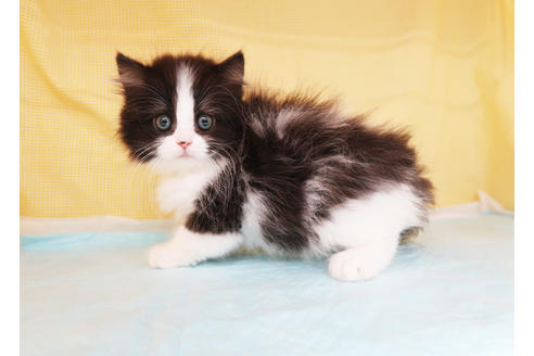 成約済の東京都のミヌエット-32895の5枚目