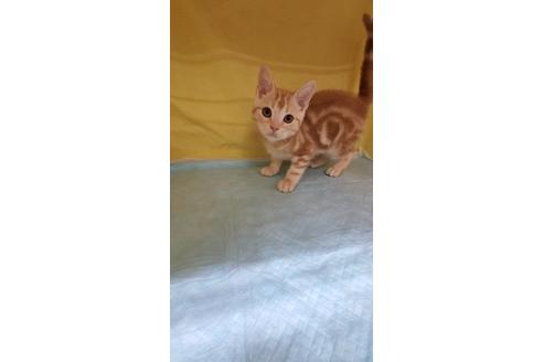 成約済の東京都のアメリカンショートヘア-29192の4枚目