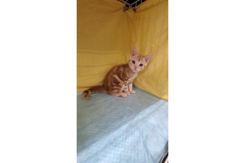 成約済の東京都のアメリカンショートヘア-29192の3枚目