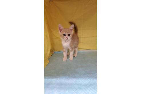 成約済の東京都のマンチカン-31905の6枚目