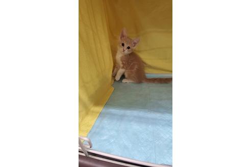 成約済の東京都のマンチカン-31905の5枚目