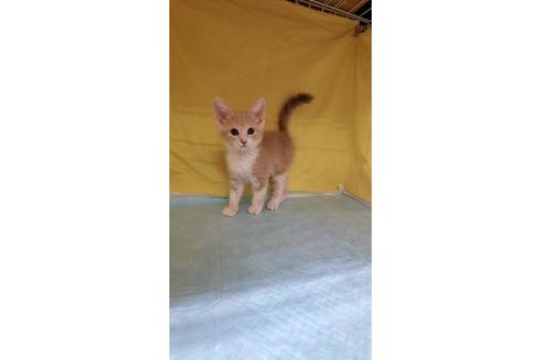 成約済の東京都のマンチカン-31905の4枚目