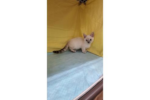 成約済の東京都のマンチカン-30368の5枚目