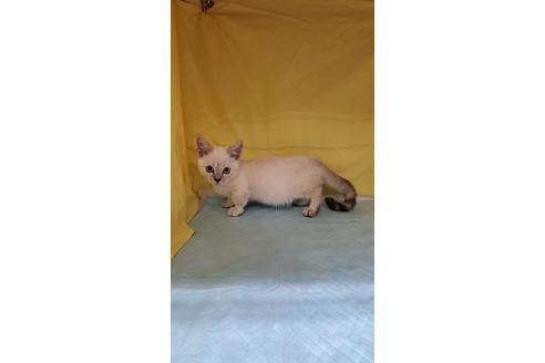 成約済の東京都のマンチカン-30368の4枚目