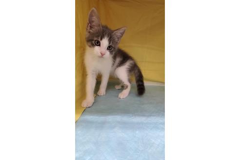 成約済の東京都のマンチカン-29186の5枚目