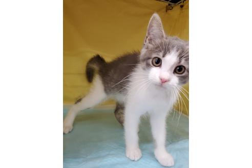 成約済の東京都のマンチカン-29186の4枚目