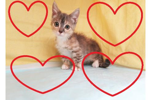 成約済の東京都のマンチカン-30367