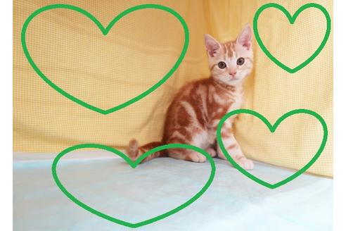 成約済の東京都のアメリカンショートヘア-29192