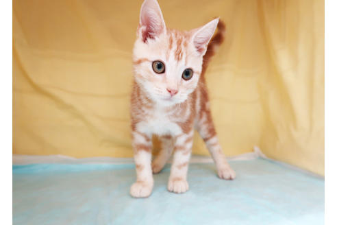 成約済の東京都のアメリカンショートヘア-29192の2枚目