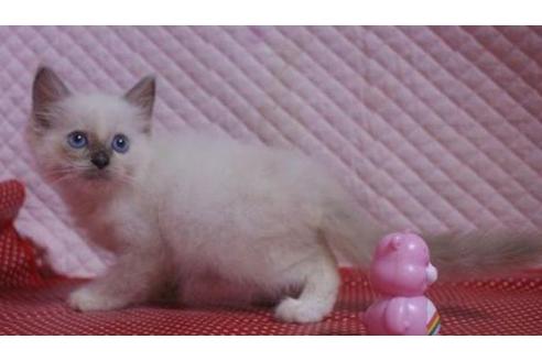 成約済の静岡県のラグドール-32954の7枚目