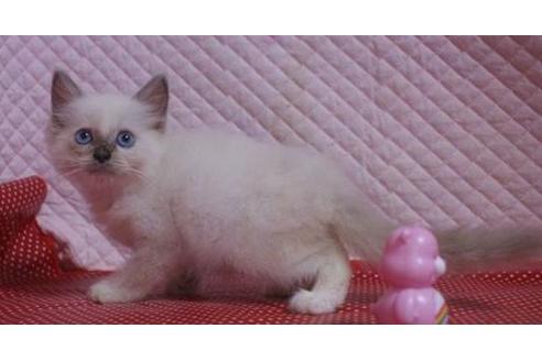 成約済の静岡県のラグドール-32954の8枚目