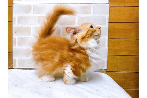 成約済の東京都のマンチカン-31111の4枚目