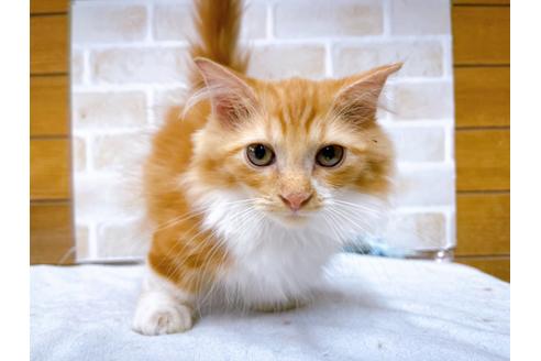 成約済の東京都のマンチカン-31111