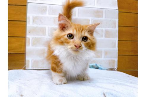 成約済の東京都のマンチカン-31111の2枚目