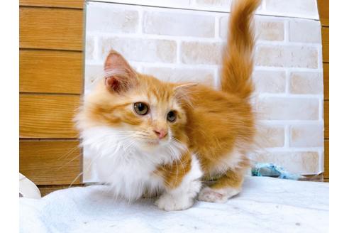 成約済の東京都のマンチカン-31111の3枚目