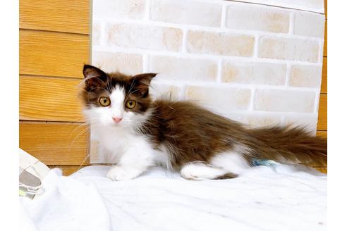 成約済の東京都のマンチカン-31107の14枚目