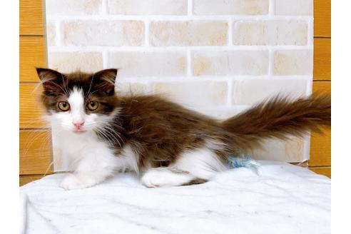 成約済の東京都のマンチカン-31107の13枚目