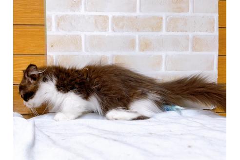 成約済の東京都のマンチカン-31107の12枚目