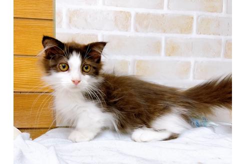 成約済の東京都のマンチカン-31107の11枚目