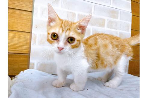 成約済の東京都のマンチカン-28262