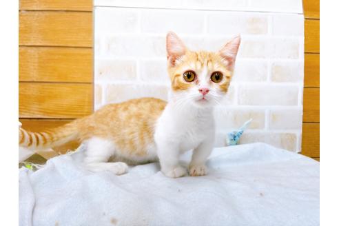 成約済の東京都のマンチカン-28262の2枚目