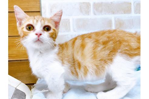 成約済の東京都のマンチカン-28262の3枚目