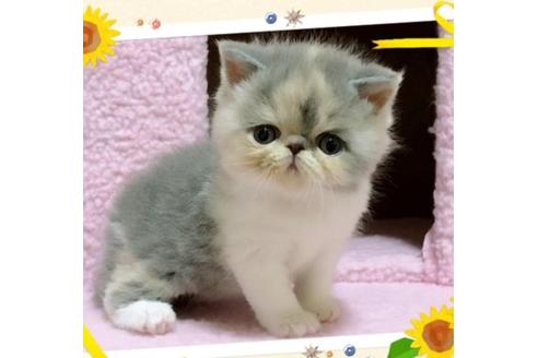 成約済の愛媛県のエキゾチックショートヘア-32986