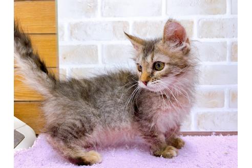 成約済の東京都のその他の猫種-30580の4枚目