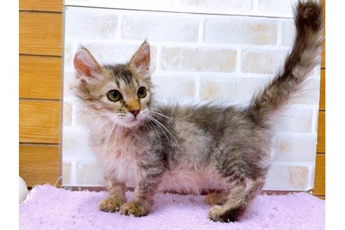 成約済の東京都のその他の猫種-30580の2枚目