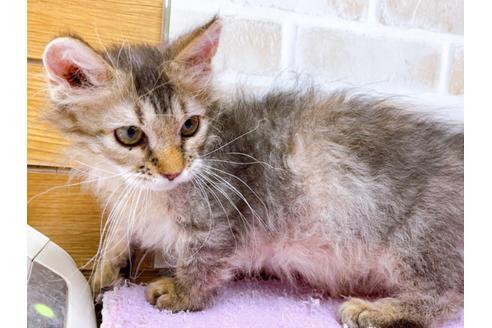 成約済の東京都のその他の猫種-30580の3枚目