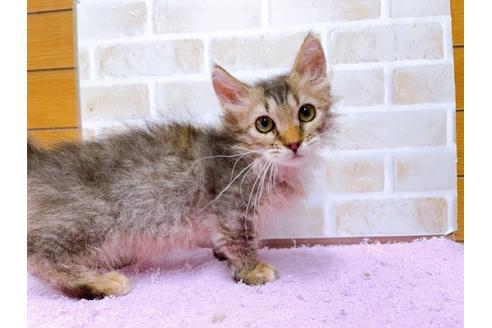 成約済の東京都のその他の猫種-30580の1枚目