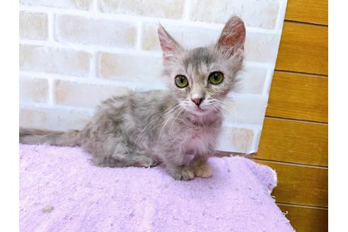 成約済の東京都のその他の猫種-30577の5枚目